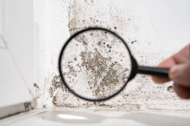 Best Mold Odor Removal Services  in Tri Lakes, IN